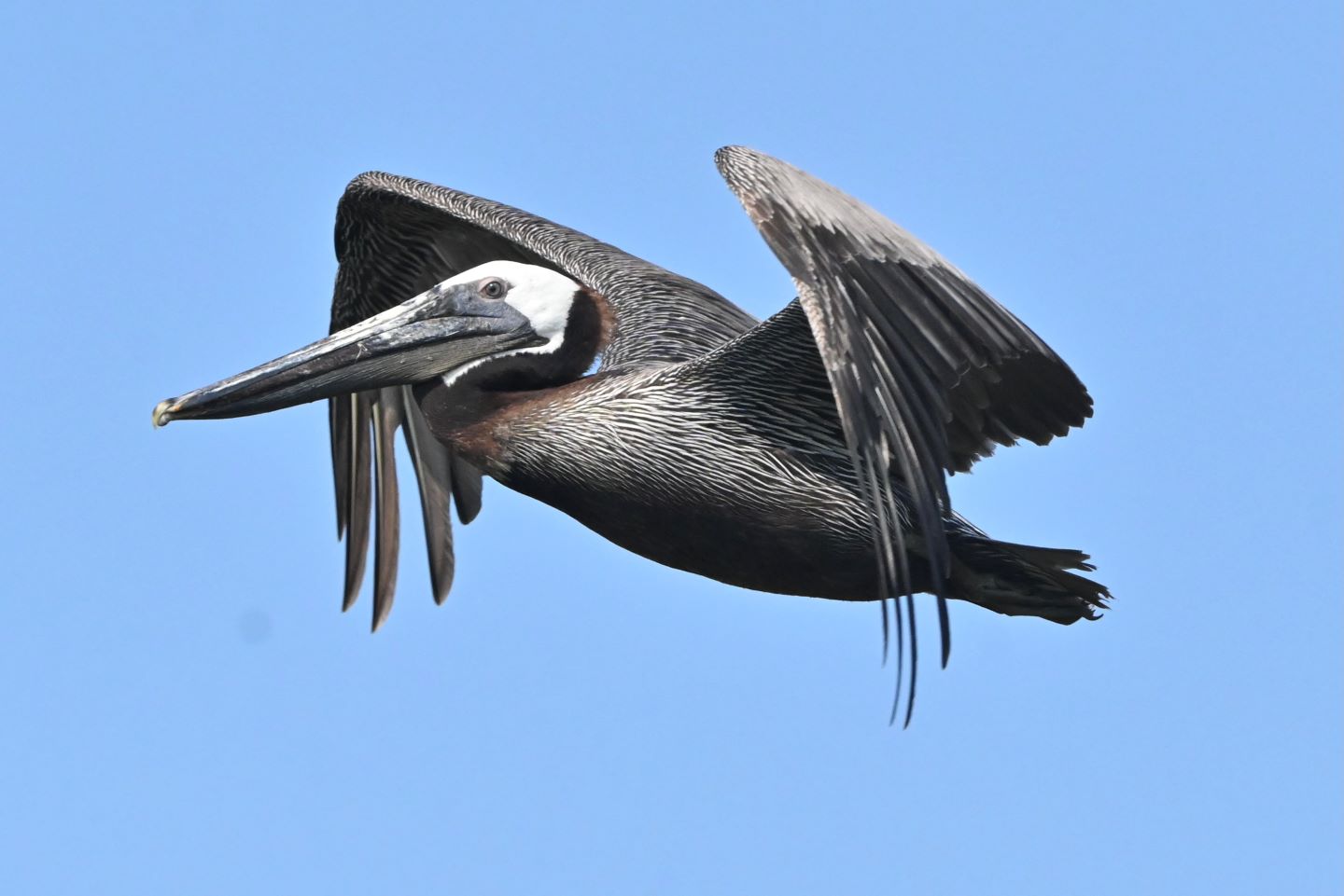 3rd PrizeNature In Class 1 By Clara Licata For Smith Island Pelican Fly Over JAN-2022.jpg